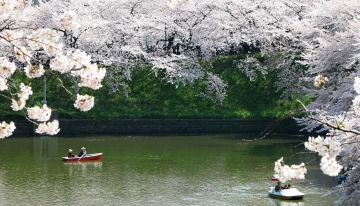 Lo spettacolo dei ciliegi in fiore in Giappone - Foto Pixabay 