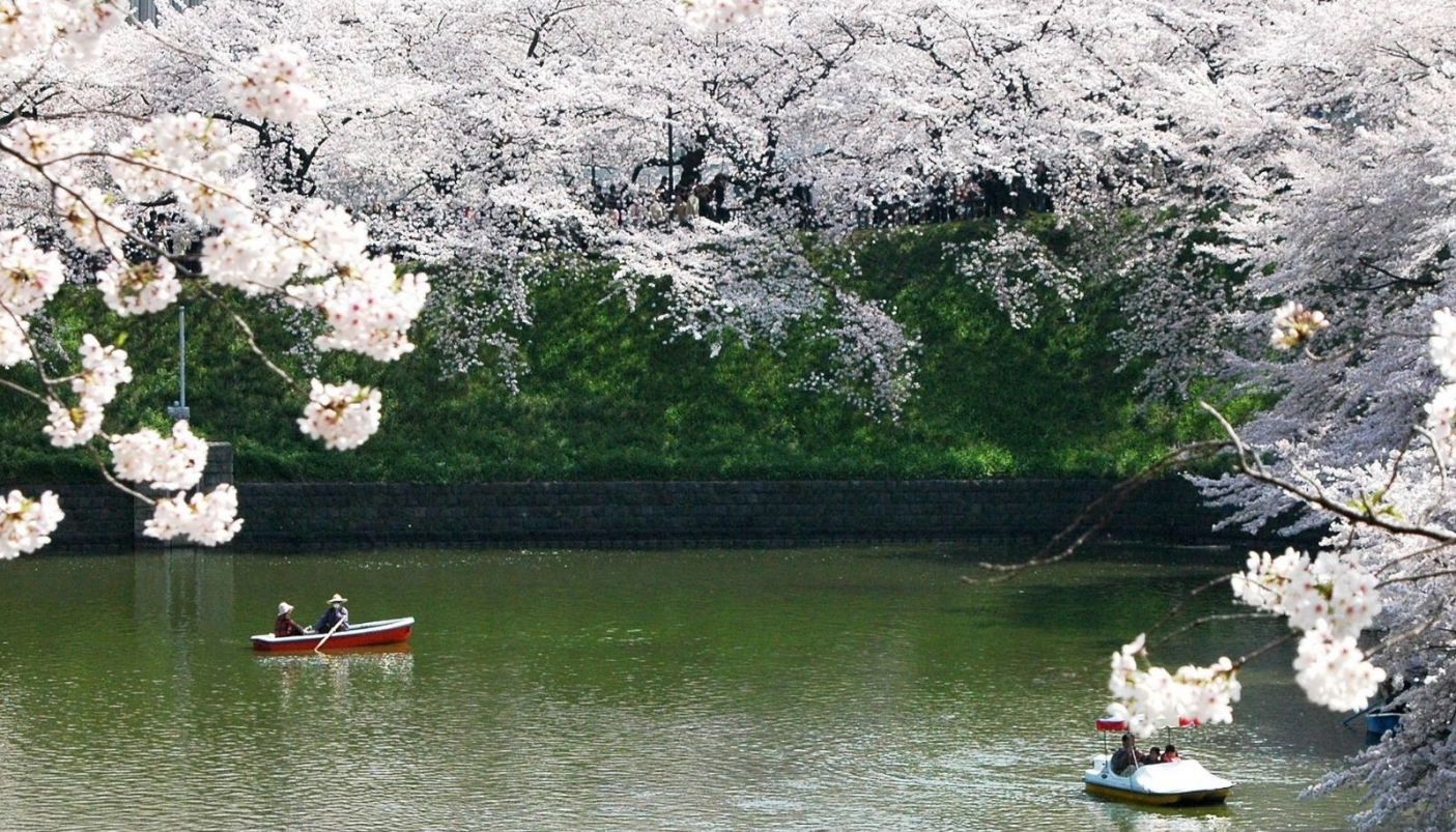 Lo spettacolo dei ciliegi in fiore in Giappone - Foto Pixabay 