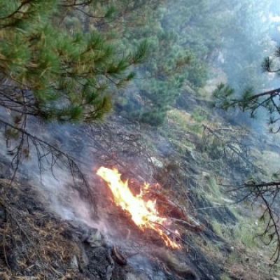 Incendio nel Bosco dell'Alevè, salva la vasta foresta