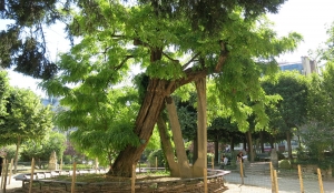 Il più antico albero di Robinia di Parigi e d&#039;Europa, piantato nel 1601 da Jean Robin in Place René Viviani. È sostenuto da tre pilastri in cemento