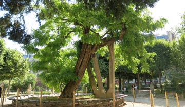 Il più antico albero di Robinia di Parigi e d&#039;Europa, piantato nel 1601 da Jean Robin in Place René Viviani. È sostenuto da tre pilastri in cemento - foto Wikipedia 