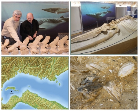 In senso orario da sx in alto: Bisconti e Damarco, balenottera fossile, fossili marini e mappa di ricostruzione storica
