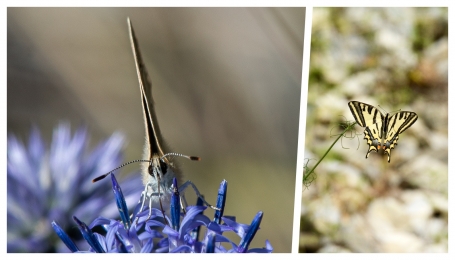 Sulla sinistra, Polyommatus exuberans (foto F. Borgogno) e Papilio alexanor (foto A. Rivelli arch. EAM) 