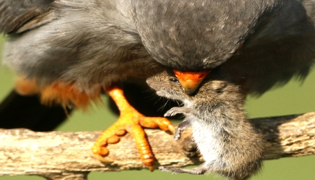 Topo catturato da falco 