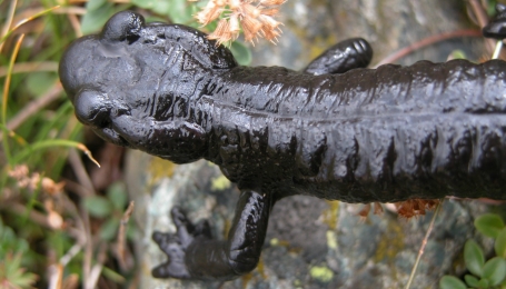 La salamandra di Lanza