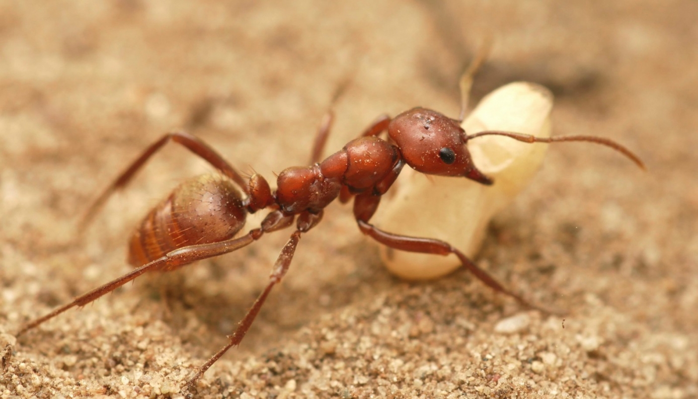Una formica Polyergus rufescens  che trasporta una pupa rubata | Foto Philipp Hönle (Wikimedia)