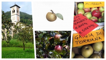 Gli antichi meli del Piemonte