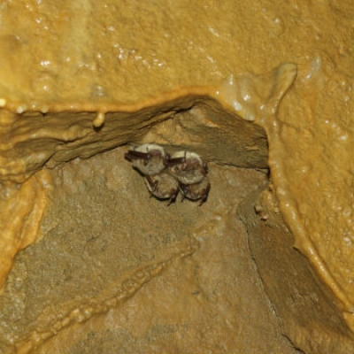 La Grotta di Pugnetto, un sito di importanza comunitaria