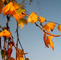 foglie d&#039;autunno Foto L. Matonti