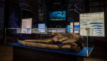 La balenottera fossile ritrovata a Montafia (AT) - Foto p.g.c. Museo Paleontologico dell&#039;astigiano 