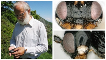 Nella foto: Cornelis Van Acherberg e la nuova specie di imenottero scoperta nel Parco Alpi Marittime (fonte Ente parco) 