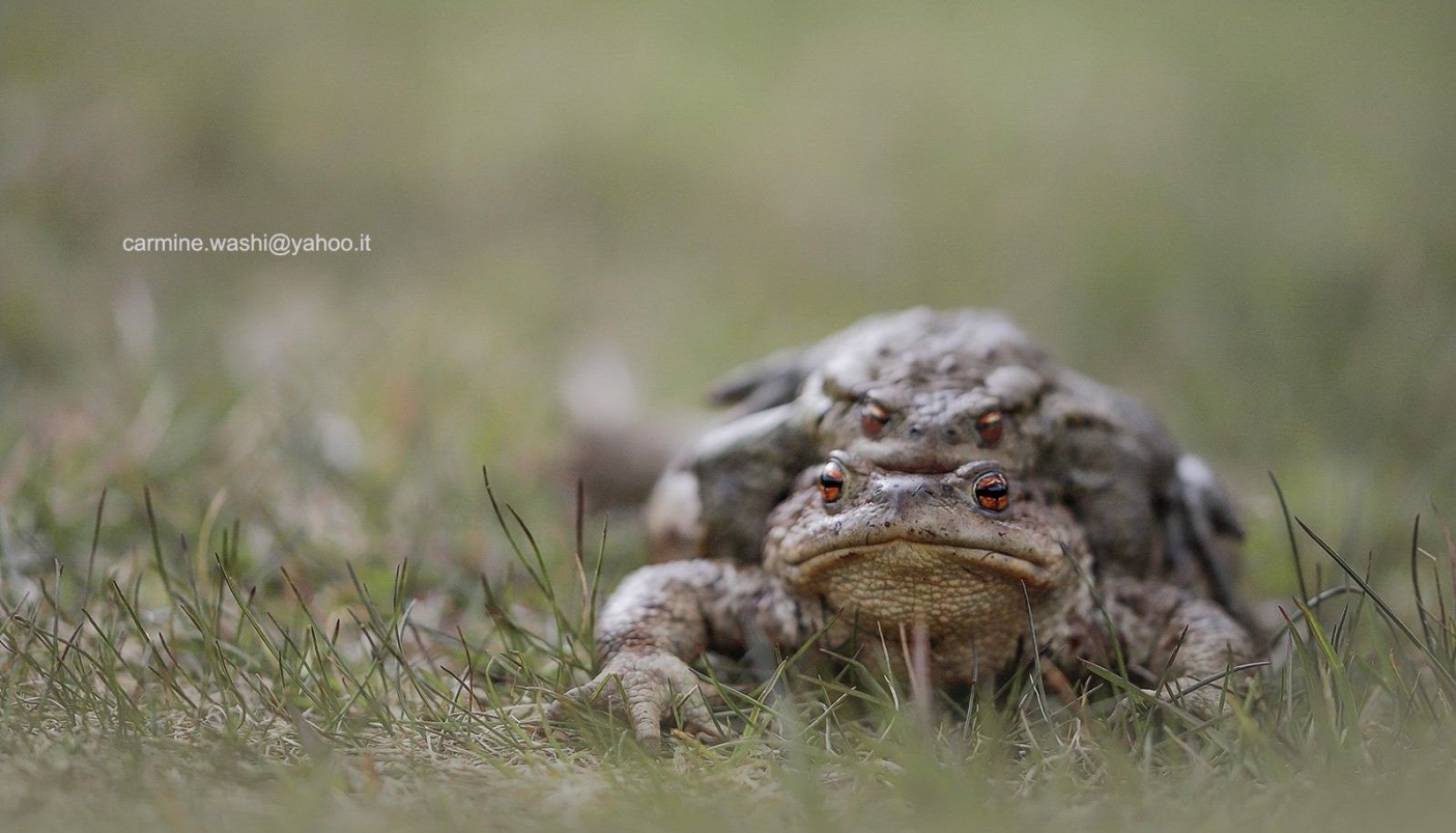 Rospo comune - Bufo bufo - Crapaud commun - Common toad 