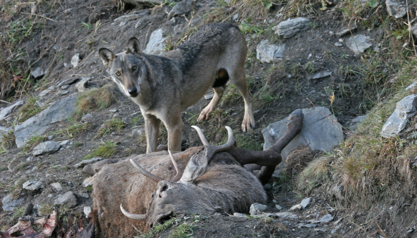  Foto di D. Alpe