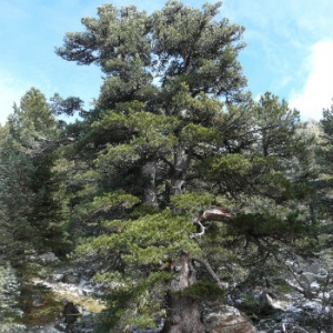 Un pino cembro nel Parco del Monviso candidato ad albero monumentale