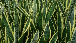 Sansevieria_trifasciata_&#039;Laurentii&#039; | CC_ Mokkie [CC BY-SA 3.0 (httpscreativecommons.orglicensesby-sa3.0)]