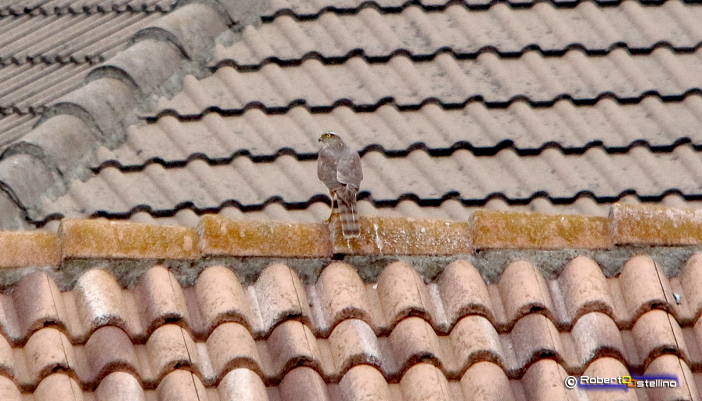 Sparviere su un tetto (Foto R. Ostellino)