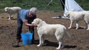 Laura Piperno con uno dei suoi cani da guardiania 