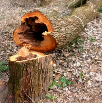 effetti di carie fungina all’interno di un tronco nel parco del Po torinese Roberto Damilano