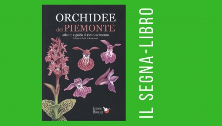 Orchidee del Piemonte