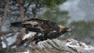 Aquila che si nutre sotto la nevicata
