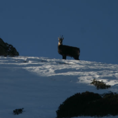 Emergenza neve per gli animali dei Monti Sibillini