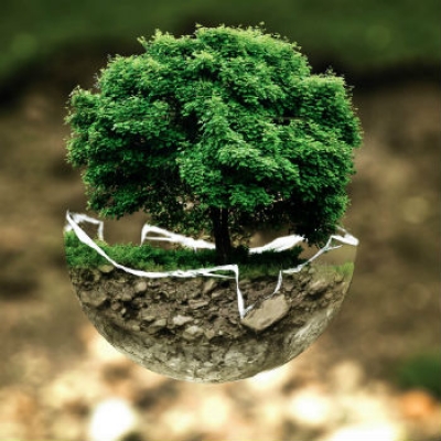 Per fare un albero, ci vuole la Terra