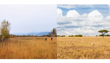 A sinistra: Riserva naturale della Vauda (p.g.c. Ente Parchi Reali); a destra: Masai Mara National Reserve, Kenia (Foto da Canva) 