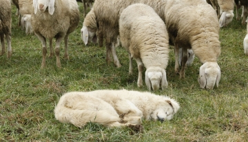 Cane da guardanìa con pecore (Foto L. Giunti)
