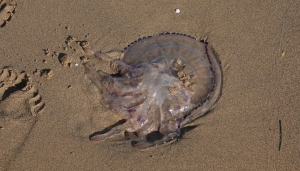 Una medusa spiaggiata