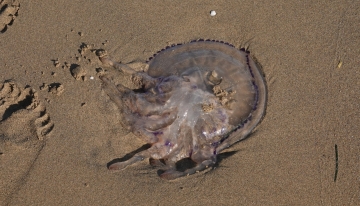 Una medusa spiaggiata | Foto L. Giunti