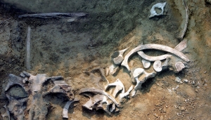 Resti fossili della Balenottera Tersilla
