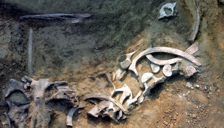 Resti fossili della Balenottera Tersilla - Foto P. Damarco