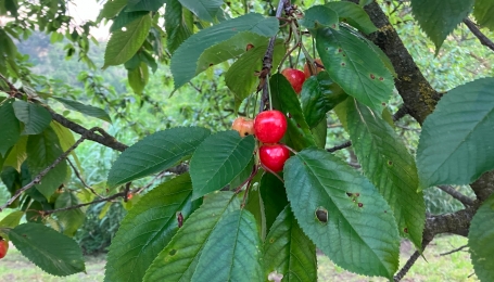 Le ciliegie, i frutti rossi e succosi dal sapore dolce - Foto C..Gromis di Trana