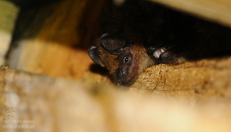 Eptesicus serotinus o Serotino comune  Foto J. Svetlík (fonte Flickr)