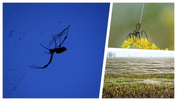  La foto del ragno in alto a destra è di Lacey Szymanski—Pieceoflace photography