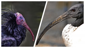 A sinistra, ibis eremita; a destra, ibis sacro 