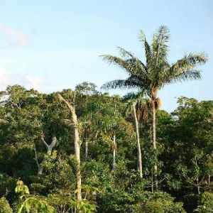 Salva (per ora) la grande foresta brasiliana