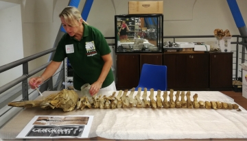 Balene preistoriche in mostra ad Asti