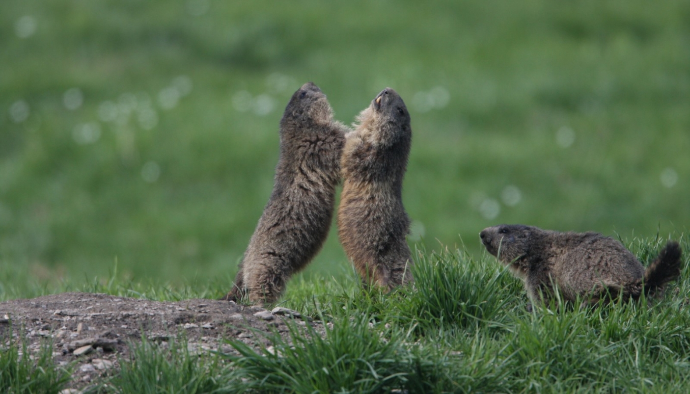 Marmotte impegnate a giocare 