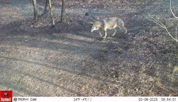 Esemplare ripreso dalla fototrappola (foto Parco Beigua) | La foto in home page è un esemplare di lupo femmina (Foto D. Alpe) 