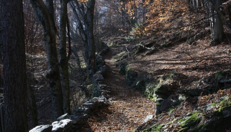 Un sentiero nel Parco Orsiera-Rocciavrè che racchiude le caratteristiche di asinabile, chiacchierabile e silviabile. 