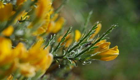 Genista pulchella subsp. aquilana | Foto D. Tinti 