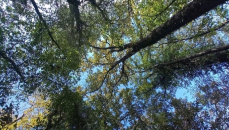 Chiome degli alberi del Bosco della Partecipanza - Foto arch. EGAP del Po piemontese