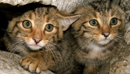 Cuccioli di gatto selvatico Foto L. Lapini