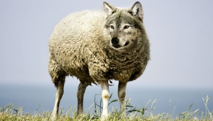 Il lupo salverà la montagna o la distruggerà del tutto?