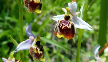 Specie Ophrysfuciflora (Foto di J. Calevo)