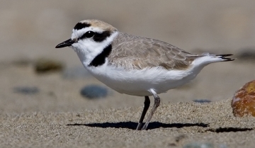Fratino eurasiatico (Charadrius alexandrinus)  | Di "Mike" Michael L. Baird, CC BY 2.0, https://commons.wikimedia.org/w/index.php?curid=1925411
