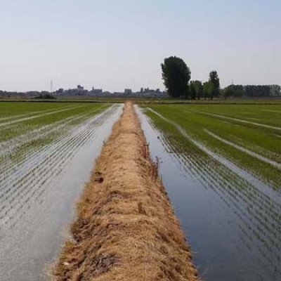 Biodiversità, il valore ecologico delle risaie