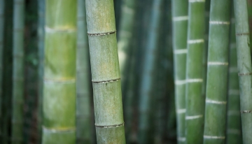 Bambù, maneggiare con cautela!