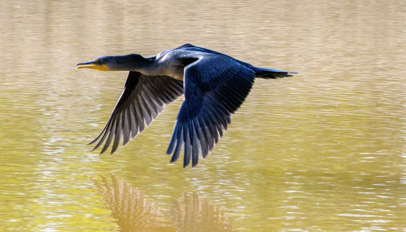  Cormorano in volo. Foto Pixabay